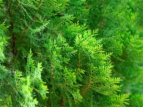 14 Amazing Evergreen Plants To Add Style To Your Garden