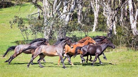 the power of the australian brumby this mob was high tailing it out when a more dominant mob