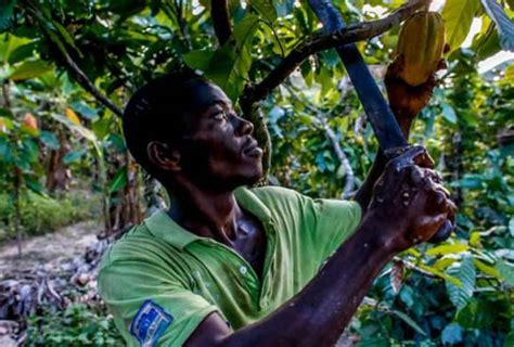 Deal Agreed To Pay More To Poor Cocoa Farmers Ghanaian News