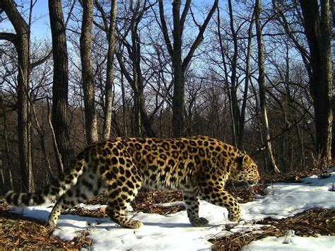 We Hope To See Amur Leopards Back Across Their Historic Range In Two Decades Taisiia Marchenkova