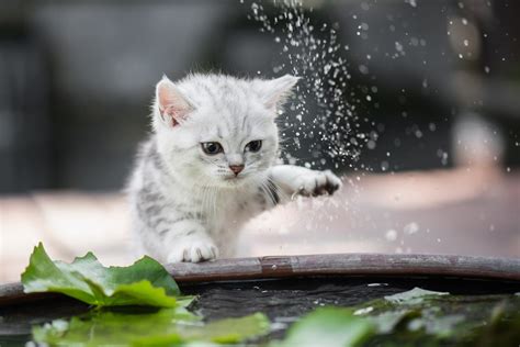 Warum Sind Katzen Wasserscheu