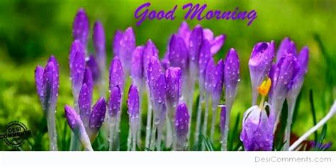 Good Morning Images With Purple Find Good Morning Whatsapp Messages