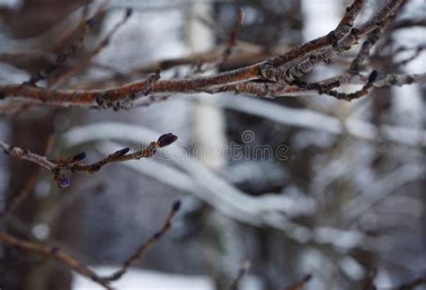 Branch Tree Close Up Beauty Nature Snow Cold Day Winter Stock Image