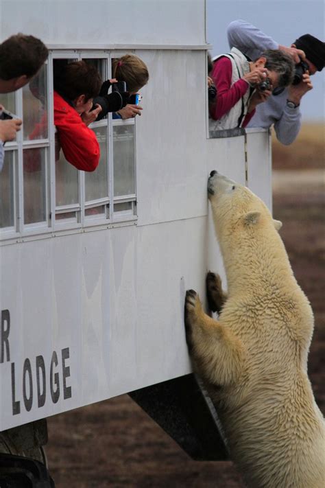 Polar Bear Adventures Churchill Polar Bears