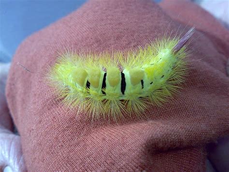 Caterpillar Prickly Hairy Close Up Animal Pikist