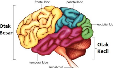 Perbedaan fungsi otak kanan dan otak kiri ini pertama kali diungkapkan oleh pemenang nobel prize, roger w. Otak Besar : Pengertian, Fungsi, Struktur, Evolusi, Anatomi