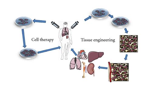 The Two Strategies Of Stem Cell Application In Regenerative Medicine