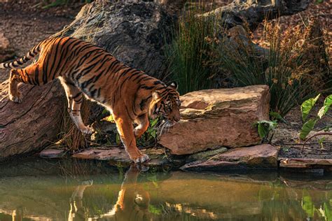 Photo Of Bengal Tiger Walking Near Body Of Water · Free Stock Photo