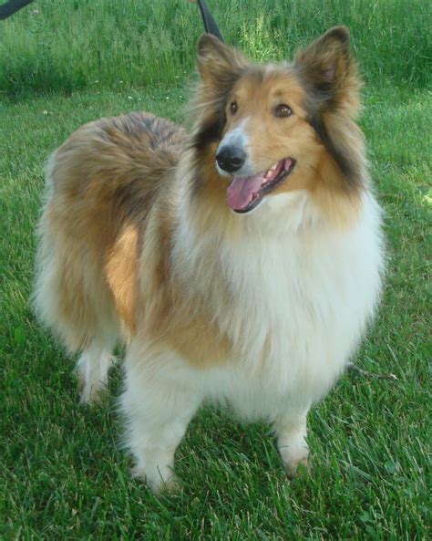 Va Dog Rescue Lassie Comes Home