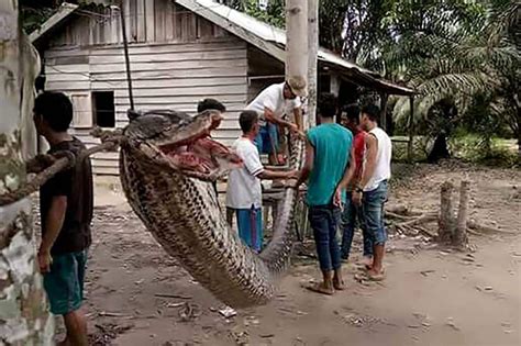 Giant Pythons Keep Attacking People In Indonesia — And Humans Might Be