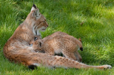 20 Gorgeous Lynxes Photos Best Photography Art Landscapes And
