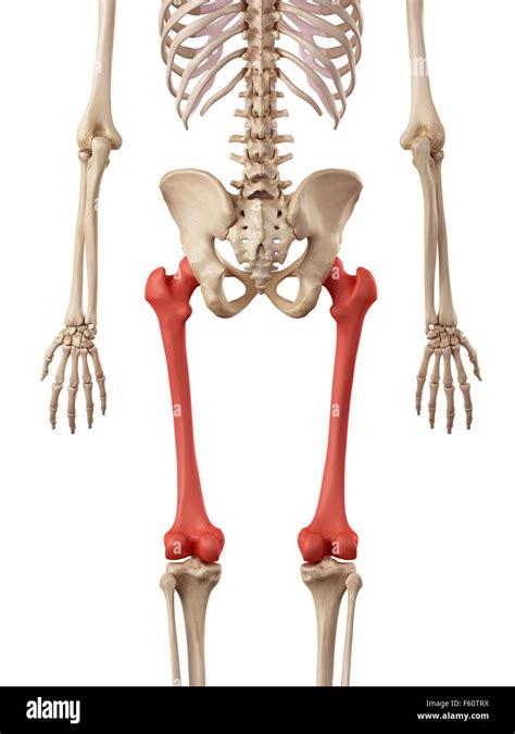 Medical Accurate Illustration Of The Femur Bone Stock Photo Alamy