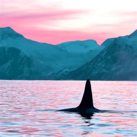 Orcas Swimming In The Wild🐬 Wildorcas Travels Adventures Video