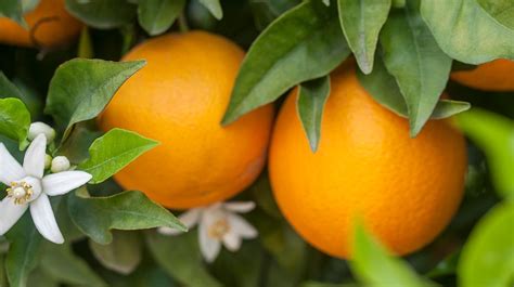 The Benefits Of Oranges In Skincare Lookfantastic Blog