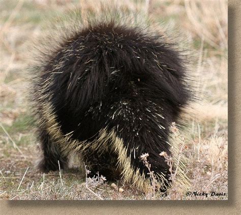 Wild Utah Photos Of Wild Animals North American Porcupine Erethizon
