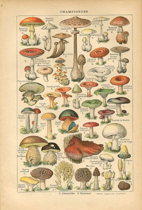 Scientific Illustration Fungi Art And Illustration Vintage Botanical
