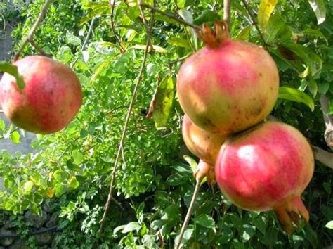 Oleskan minyak biji hitam untuk dada dan punggung. Cara Menanam Buah Delima Dari Biji Menggunakan Pot