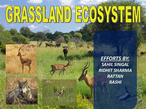 Grassland Ecosystems Evs Ppt