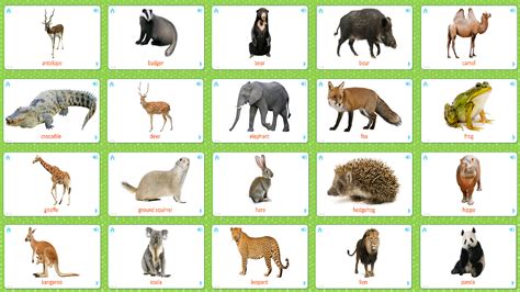 Wild Animals 17 Cards Part 2 Flashcards For Kids Flashcards For