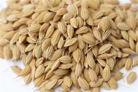 Rice Seeds Stock Image C0273275 Science Photo Library