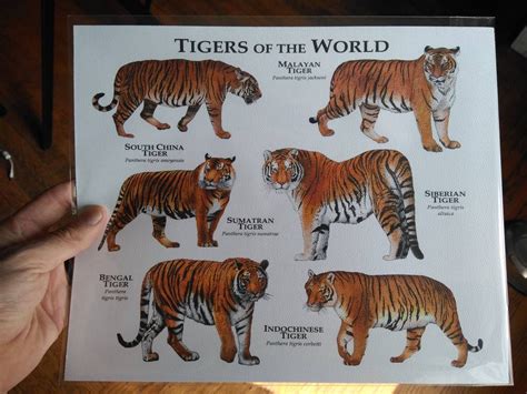 Tiger Subspecies Comparison