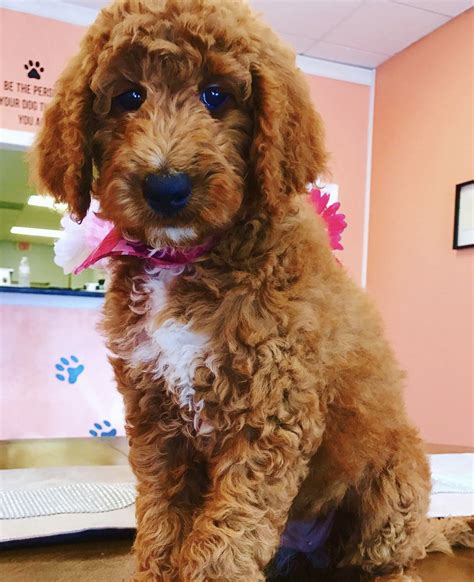 It is friendly, energetic and has excellent skills in. Toy Cavapoo Breeders Florida