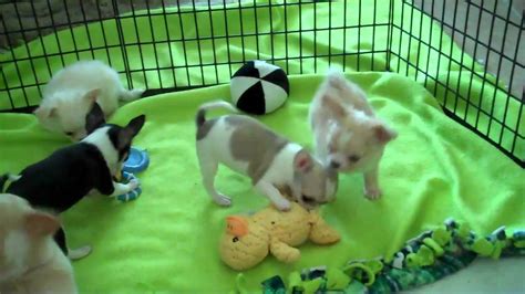 Tiny Chihuahua Puppies For Sale Youtube