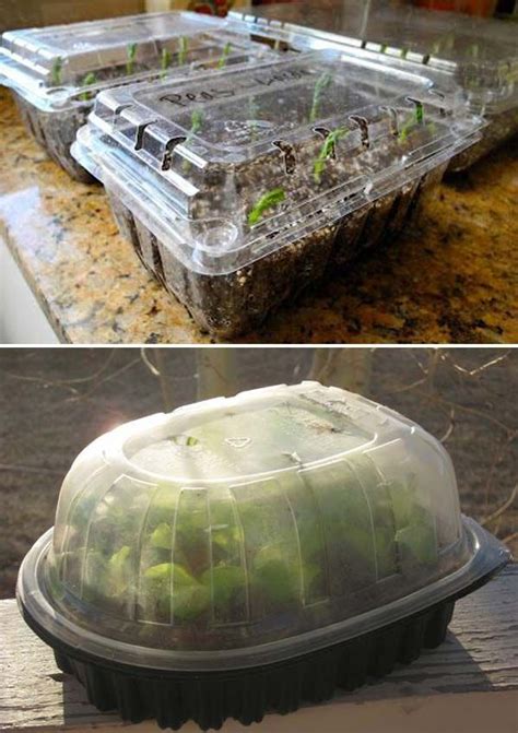Repurpose Old Plastic Containers As Mini Greenhouses For Sprouting