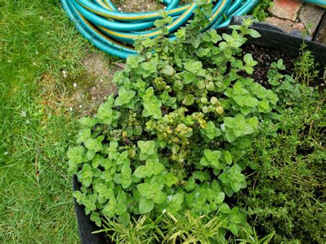 This site contains information about rosemary leaves turning black. watering - Leaves on barbeque rosemary turning yellowish ...