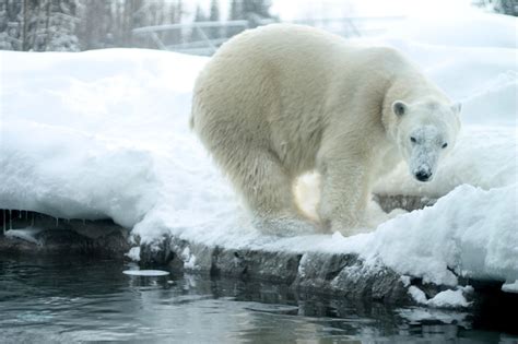 Simply Abbie The Polar Bear Habitat