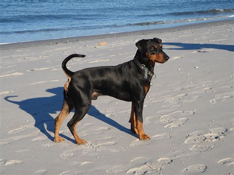 Deutscher Pinscher – Wikipedia