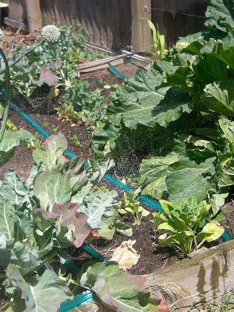 Veggie Garden Soaker Hose Irrigation 5 Steps Instructables