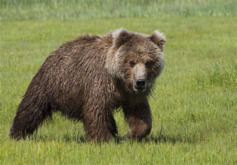Grizzly Bear Cub Photograph By Phyllis Taylor Pixels