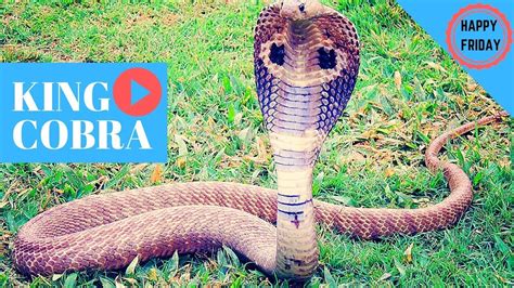 King Cobra Facts Youtube