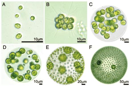Multicellular organisms are composed of unstructured cells that are surrounded by membranes. 2. Examples of unicellular and multicellular algae in the ...