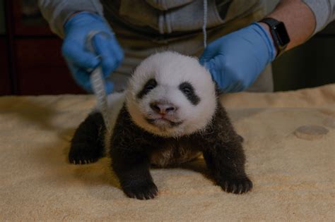 Zoos Giant Panda Cub Now An Open Eyed 8 Weeks Old Keepers Say The