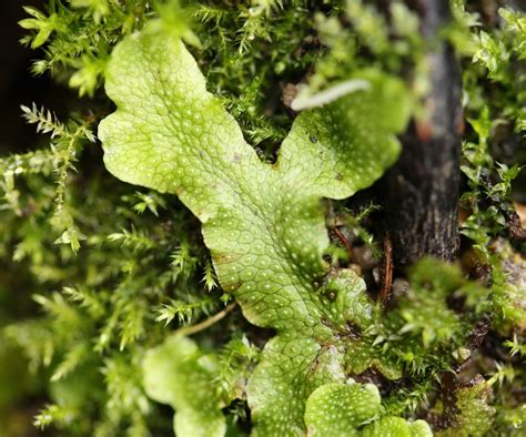 Thalloid Liverworts Floral Finds