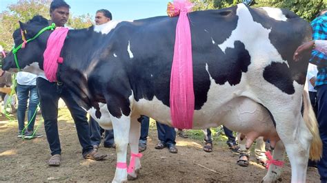 लोणी बाजारची वाघीण एच एफ गाय बघायला झाली गर्दी Biggest Cow Of Loni Market Cow Market Loni
