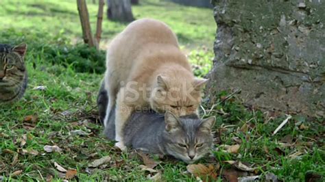 Cat Mating Season Cat Mating Successfully Cat Mating