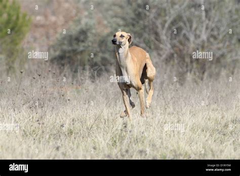 Dog Sloughi Berber Greyhound Adult Running Stock Photo Alamy