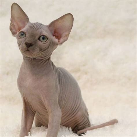 Lovely hairless sphynx available for free adoption. Kittens For Sale Denver Area
