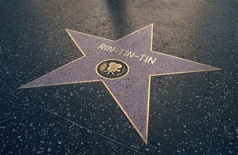 Rin Tin Tin Era Un Pastor Alemán Que Se Convirtió En Una Estrella De Cine De Hollywood Morena