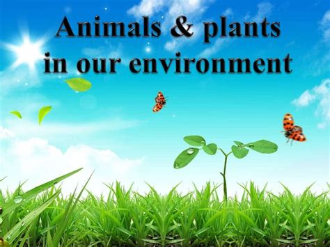 Ppt On Animals And Plants