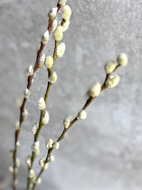 Natural Dried Real Pussy Willow Bunch Salix Caprea Branches Etsy