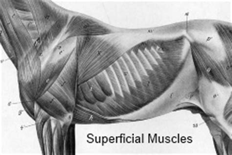 Benign fasciculations syndrome also may explain muscles twitching. Rib Cage Muscles / 8. Muscles of the Spine and Rib Cage | Musculoskeletal Key - The ribs can be ...