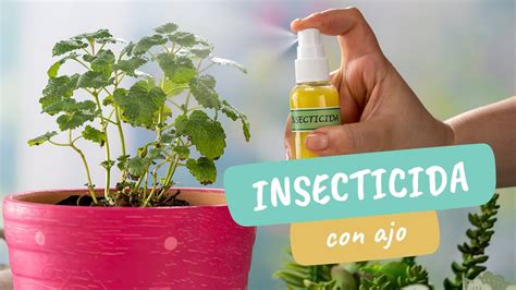 Insecticida Casero Con Ajo Para Plantas Adi S Plagas Craftolog A