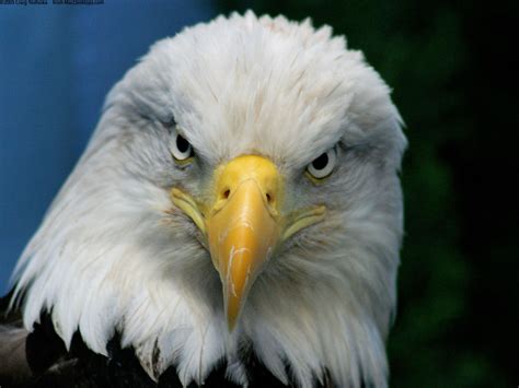 Bald Eagle Populations Soars Back From Near Extinction Cyber Gazing