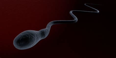Sperm Cell Swimming To The Egg 3d Model Animated Cgtrader