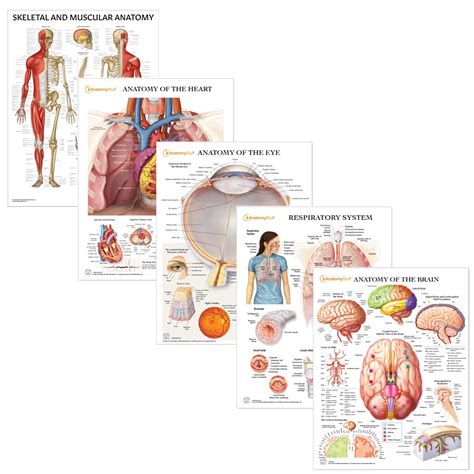 Anatomy Essentials 5 Poster Collection Laminated Chart Bundle