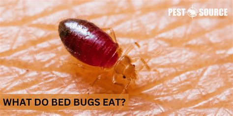 What Do Bed Bugs Eat Pest Source